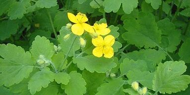 Treatment of nail fungus on Celandine's legs