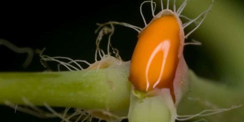 Celandine juice for the treatment of toenail fungus.